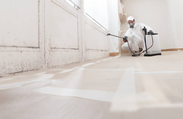 Black mold remediation team in Elon